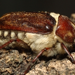 Anoxia villosa